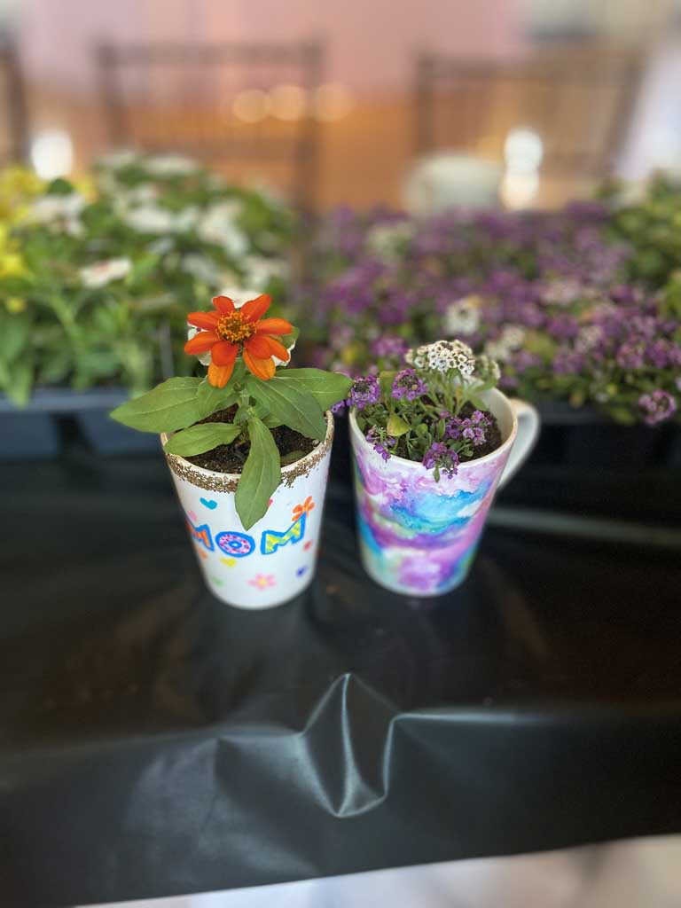 Colorful potted plants on a reflective surface with a blurred background.