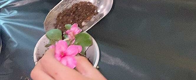 Person potting a plant with pink flowers.