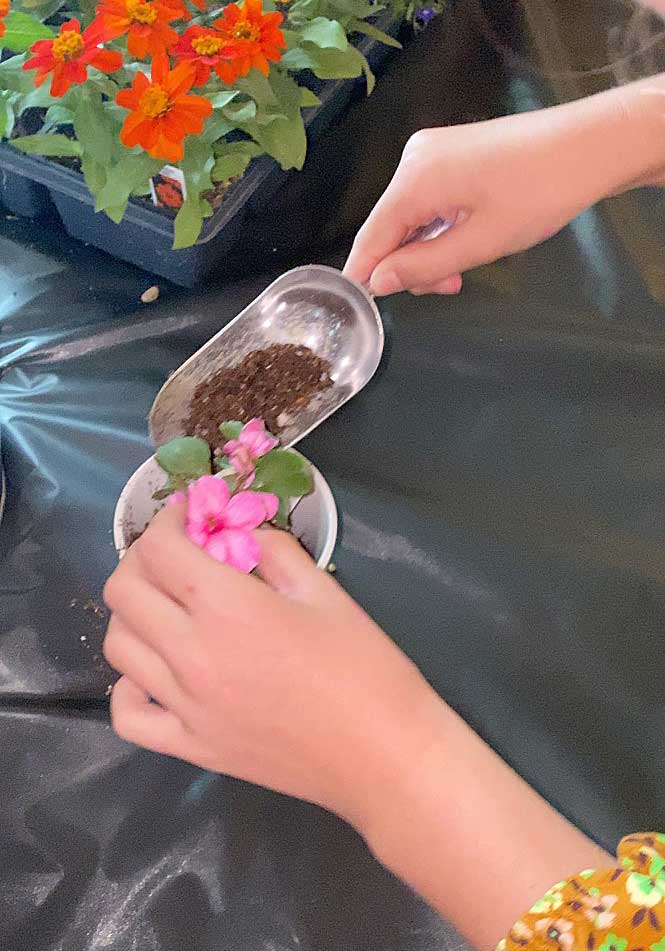 Person potting a plant with pink flowers.
