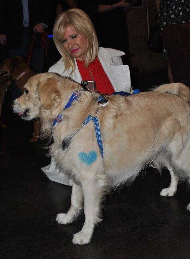 A golden retriever with a blue harness walks in front of a seated woman who is smiling.