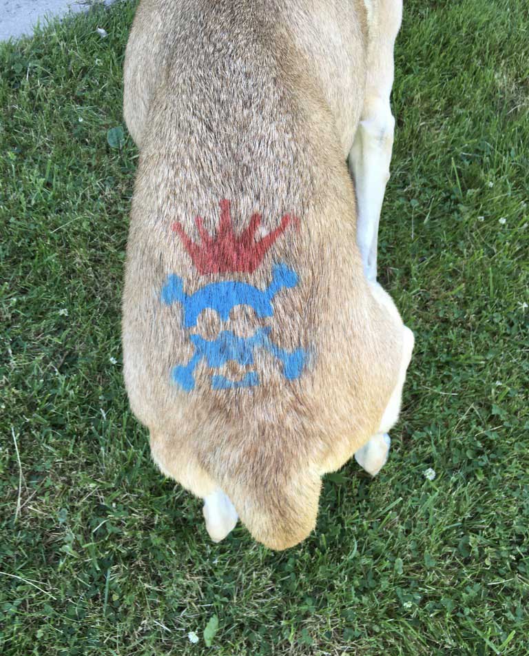 A dog with a blue and red spray-painted crown on its back.