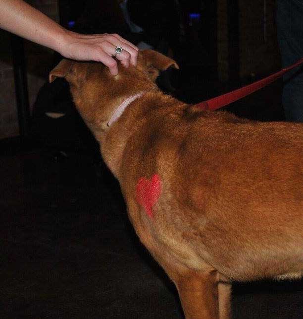 A person's hand petting a brown dog with a red heart painted on its fur.