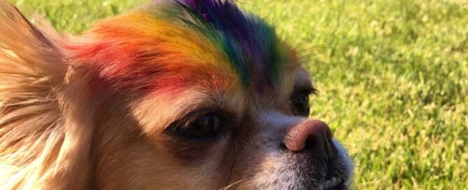 A small dog with a rainbow-colored mohawk hairstyle outdoors on a grassy field.