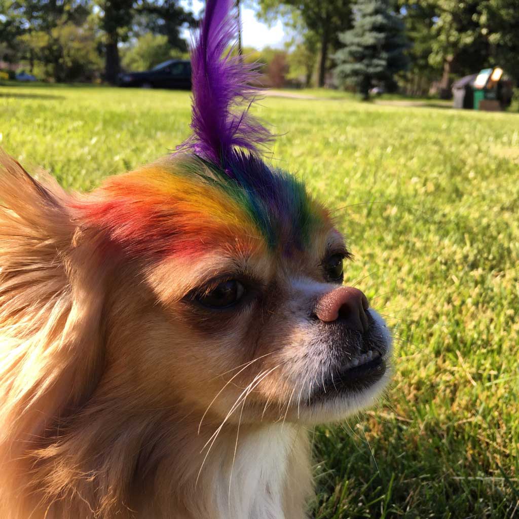 A small dog with a rainbow-colored mohawk hairstyle outdoors on a grassy field.