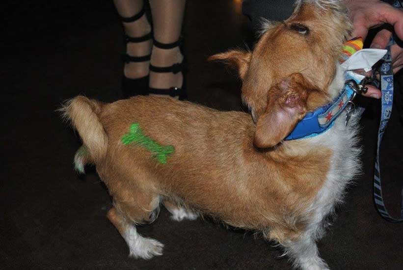 A dog with a green bone-shaped design on its fur being petted by a person.